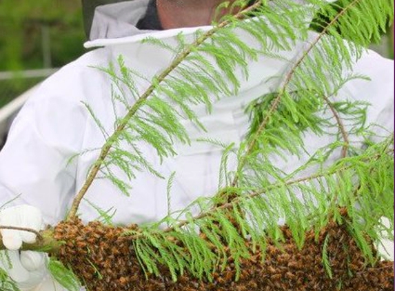 Bee Removal – Wildlife – Pest Control